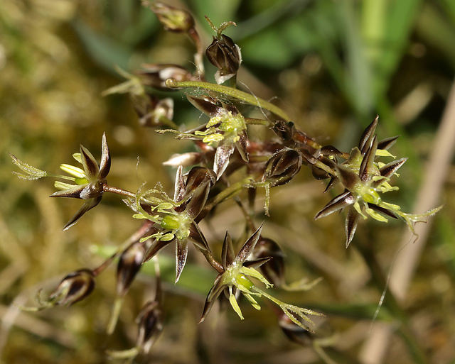 Luzule de printemps (Luzula pilosa)