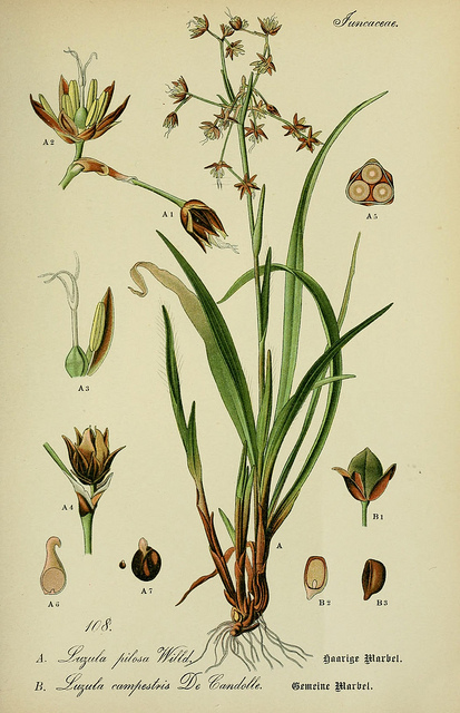 Luzule de printemps