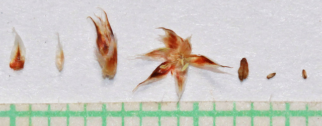 Luzule en épis (Luzula spicata)