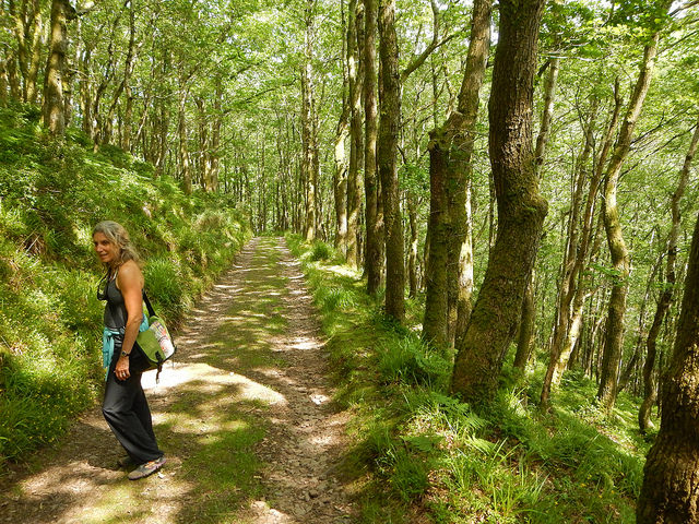 Grande luzule (Luzula sylvatica)