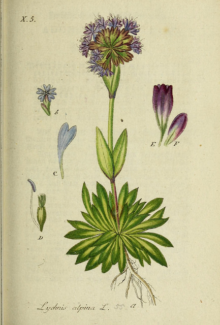 Silene suecica