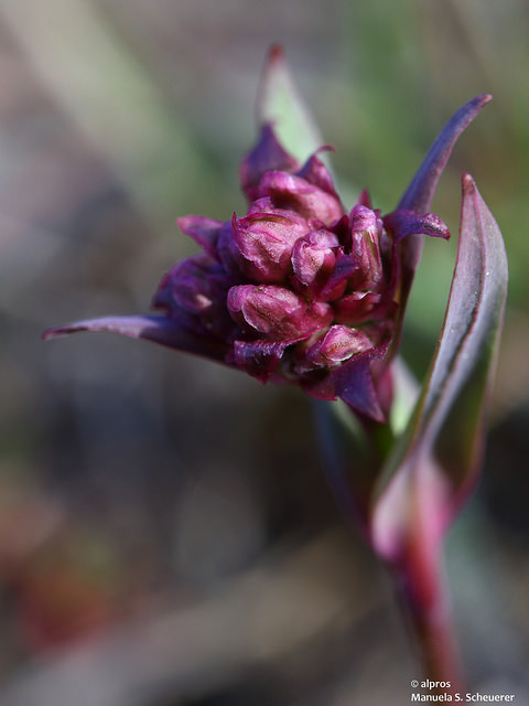 Silene suecica