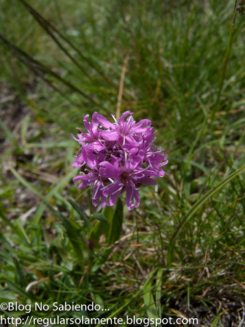 Silene suecica