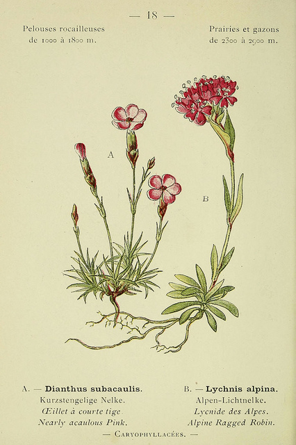 Silene suecica