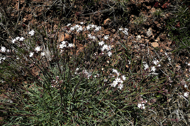 Silene suecica (Lychnis alpina)