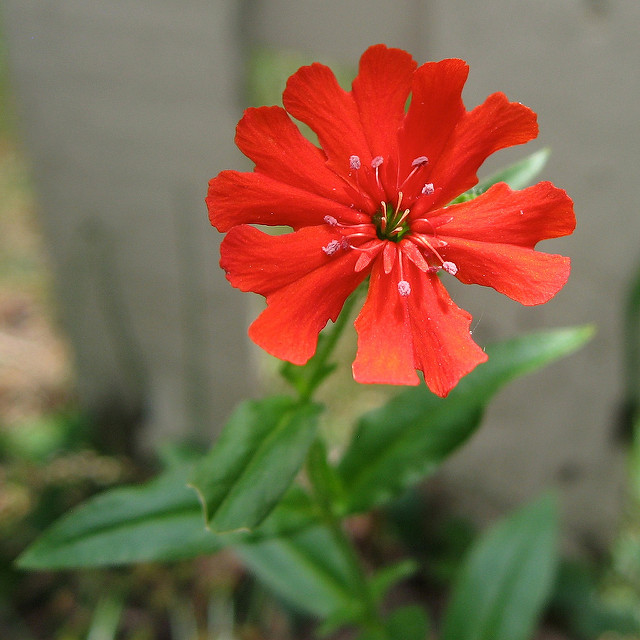 Croix de jérusalem