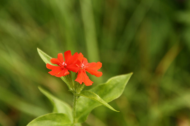 Croix de jérusalem