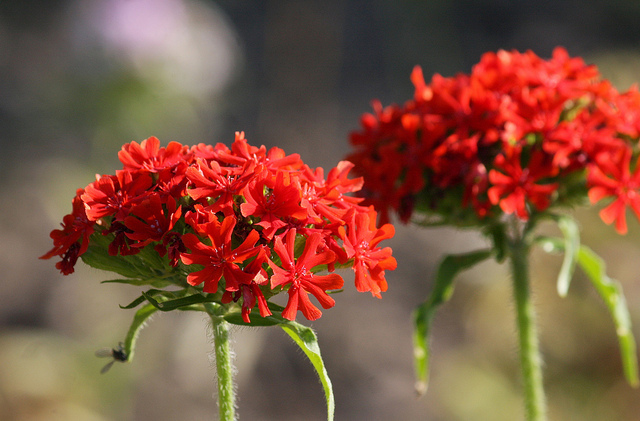 Croix de jérusalem (Lychnis chalcedonica)