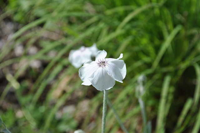 Coquelourde des jardins