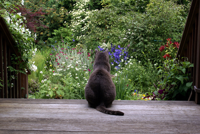 Coquelourde des jardins