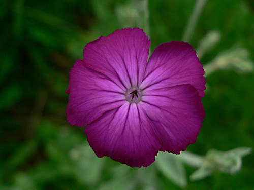 Coquelourde des jardins (Lychnis coronaria)