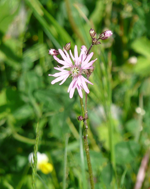Lychnis fleur de coucou