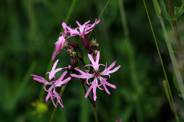 Lychnis fleur de coucou