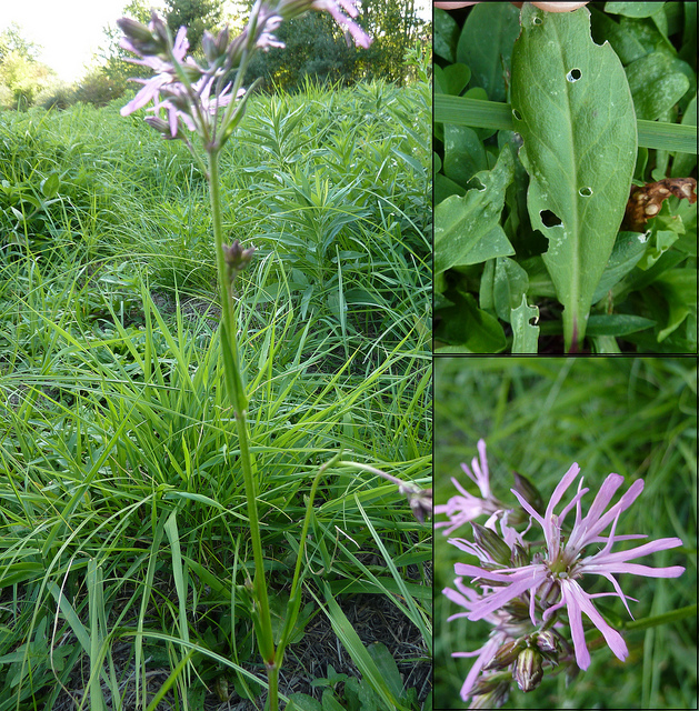 Lychnis fleur de coucou