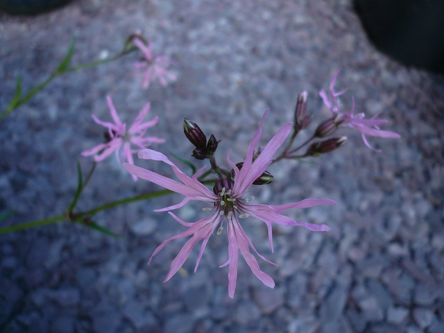 Lychnis fleur de coucou