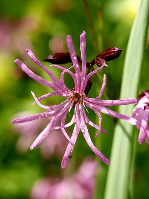 Lychnis fleur de coucou
