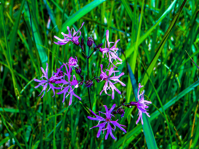 Lychnis fleur de coucou (Lychnis flos-cuculi)