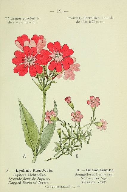 Fleur de jupiter