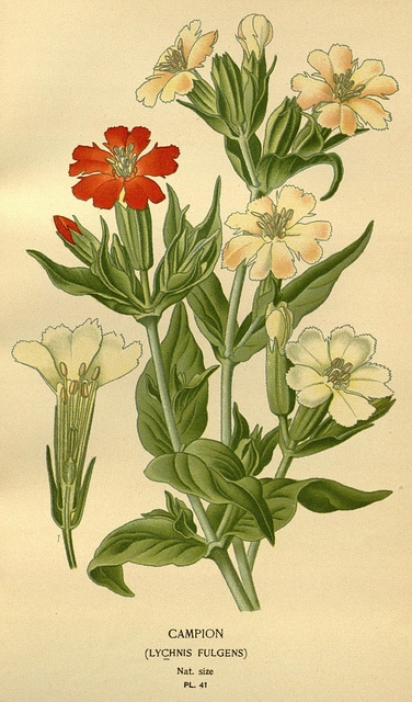 Lychnis fulgens (Lychnis fulgens)