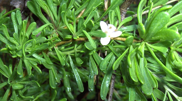 Lycium carolinianum (Lycium carolinianum)