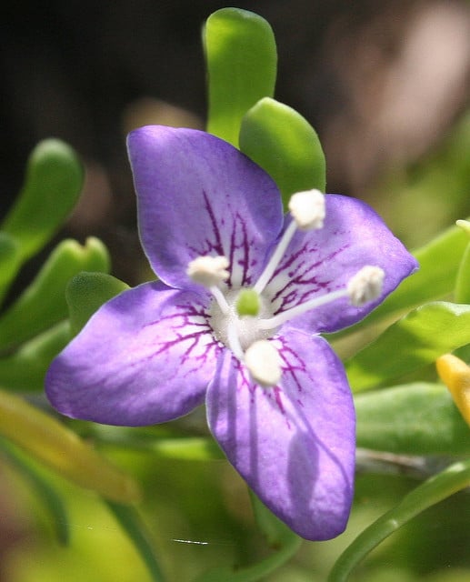 Lycium carolinianum