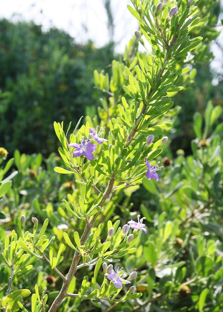Lycium carolinianum