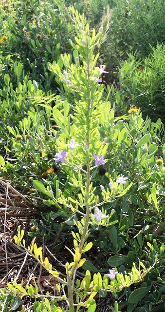 Lycium carolinianum