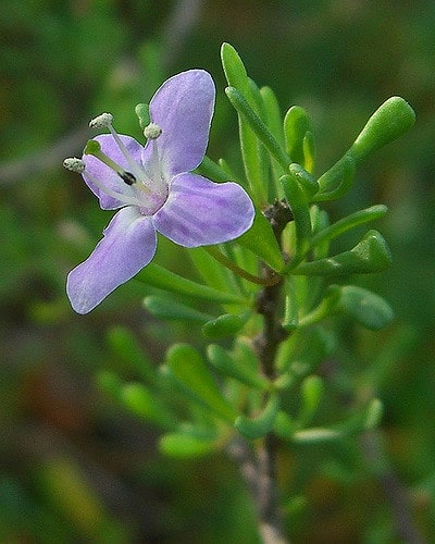 Lycium carolinianum