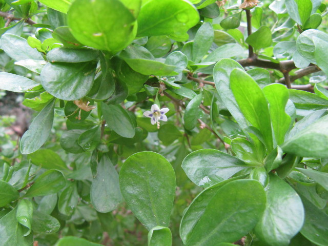 Lyciet de chine (Lycium chinense)