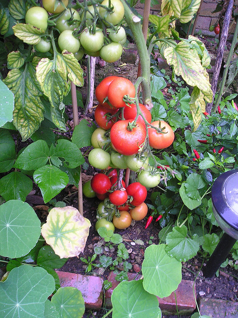 Tomate