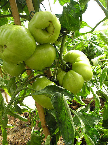 Tomate