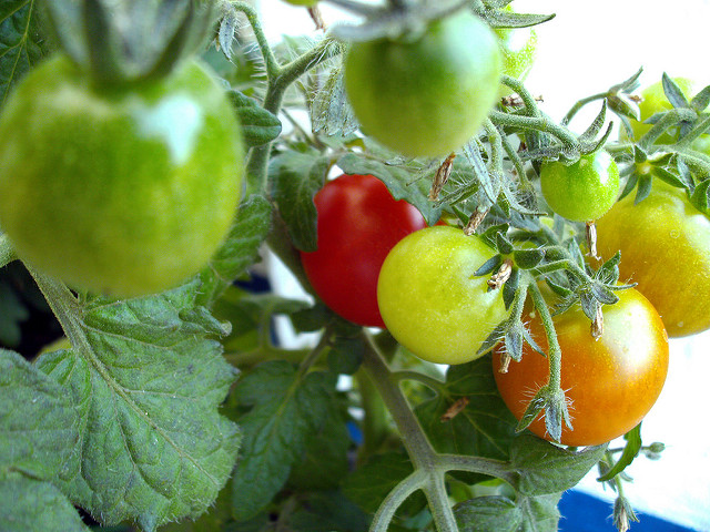 Tomate