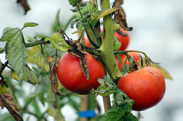 Tomate (Lycopersicon esculentum)