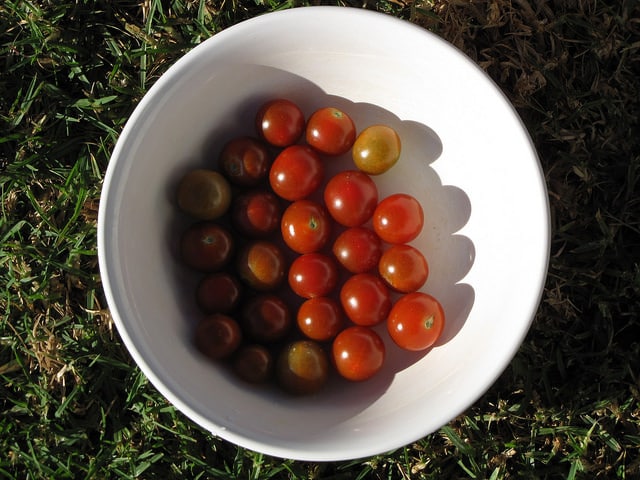 Solanum pimpinellifolium (Lycopersicon pimpinellifolium)