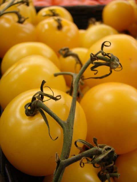 Solanum pimpinellifolium