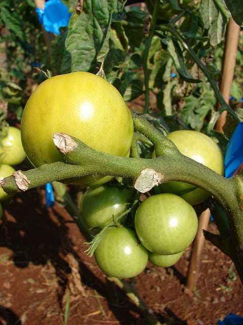 Solanum pimpinellifolium