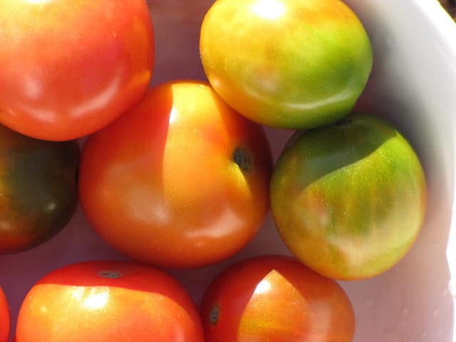 Solanum pimpinellifolium