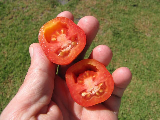 Solanum pimpinellifolium