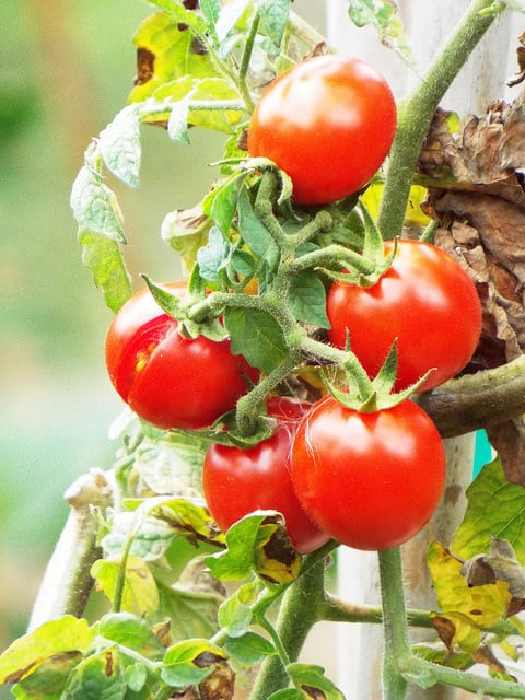 Solanum pimpinellifolium
