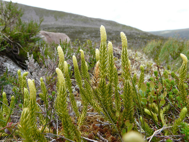 Lycopode à rameaux annuels