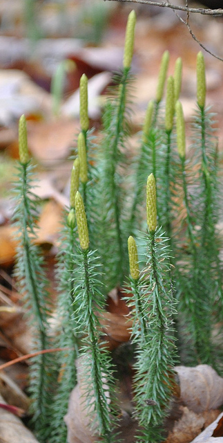 Lycopode à rameaux annuels