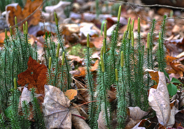 Lycopode à rameaux annuels (Lycopodium annotinum)