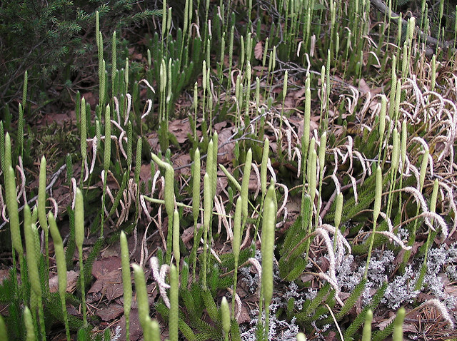Lycopode en massue