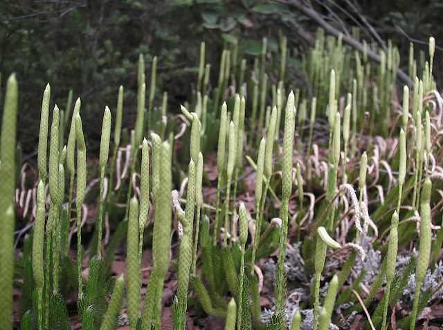 Lycopode en massue