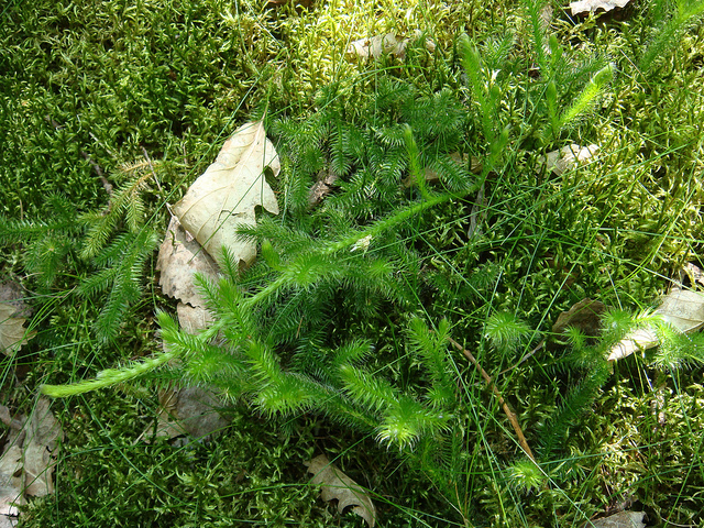 Lycopode en massue