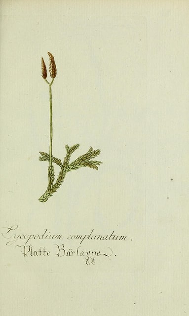 Lycopode aplati