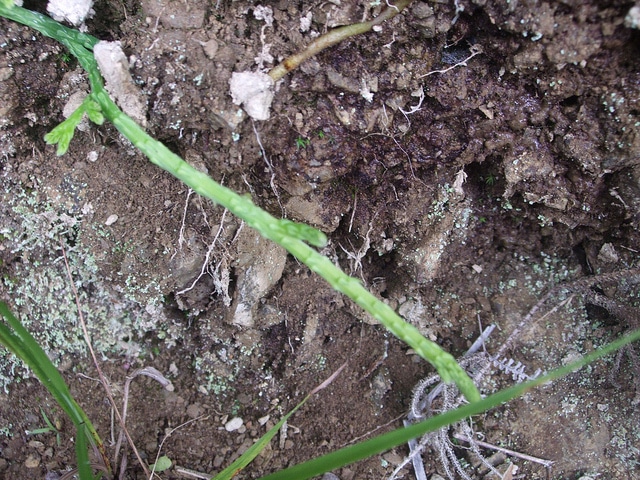 Lycopode aplati
