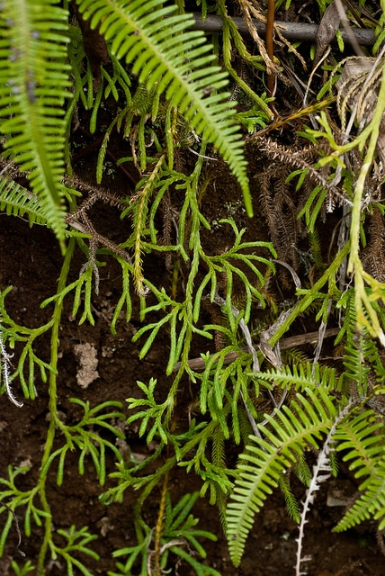 Lycopode aplati