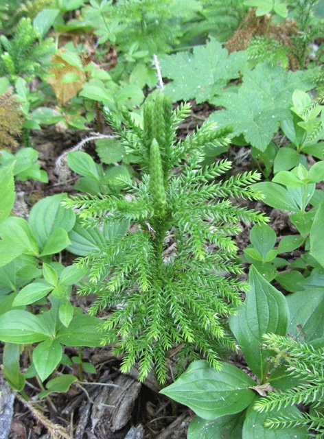 Lycopode aplati
