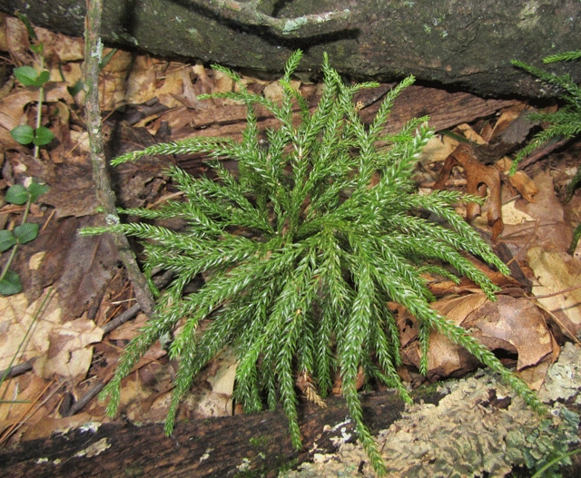 Lycopode aplati